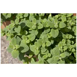 Mentha suaveolens, Apfelminze, aromatisch, ca. 9x9 cm Topf
