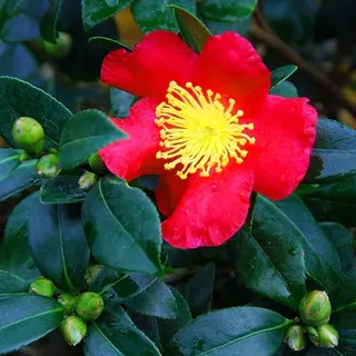 Portal Cool Camellia Sasanqua Yuletide - Camellia- in einem 9cm Topf