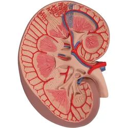 Nierenschnitt Modell, einfache Darstellung, 3-fache Größe - 3B Smart Anatomy