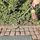 Rothenberger Unkrautbrenner RS 220