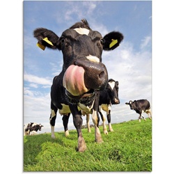 Artland Glasbild Holstein-Kuh mit gewaltiger Zunge, Haustiere (1 St), in verschiedenen Größen blau 45 cm x 60 cm