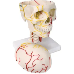 Neurovaskulärer Schädel