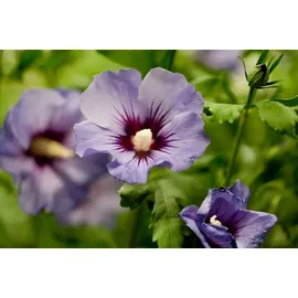 PlantaPro Hibiscus syriacus 'Marina' 60–80 cm – Winterhart, Mehrjährig, Pflegeleicht – Gartenhibiskus – Heckenpflanze für Garten & Kübel
