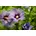 PlantaPro 60 80 cm Winterhart Mehrjährig Pflegeleicht Gartenhibiskus Heckenpflanze für Garten Kübel