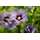 PlantaPro Hibiscus syriacus 'Marina' 60–80 cm – Winterhart, Mehrjährig, Pflegeleicht – Gartenhibiskus – Heckenpflanze für Garten & Kübel