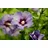 PlantaPro Hibiscus syriacus 'Marina' 60–80 cm – Winterhart, Mehrjährig, Pflegeleicht – Gartenhibiskus – Heckenpflanze für Garten & Kübel