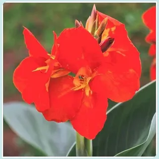 Canna zwiebeln,Winterharte mehrjährig,Canna pflanze knolle,canna Pflanzen für garten,canna pflanze Kaufen,Zierblumen,indisches blumenrohr canna,canna knollen,canna winterhart.-1zwiebeln-E