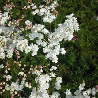 Blumixx Stauden Filipendula vulgaris 'Plena' - Kleines Mädesüß, im 0,5 Liter Topf, weiß blühend