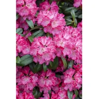 Pflanzen Für Dich Rhododendron Hybr. 'Germania', Rhododendron, rosa Blüten,