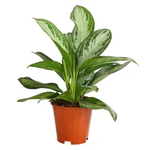 Dehner Kolbenfaden Ø Aglaonema commutatum, Silver Bay, Hellgrün, Hellgrau, Weiß, Grün