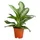 Dehner Kolbenfaden Ø Aglaonema commutatum, Silver Bay, Hellgrün, Hellgrau, Weiß, Grün