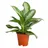 Dehner Kolbenfaden Ø Aglaonema commutatum, Silver Bay, Hellgrün, Hellgrau, Weiß, Grün