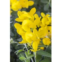 Pflanzen Für Dich Genista tinctoria, Färber-Ginster, 30–40 cm