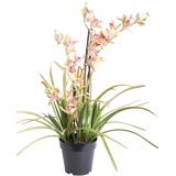 künstliche Orchidee (Orchideen Pflanze/Cymbidium) im schwarzen Kunststofftopf mit Rispen, Blättern und Luftwurzeln (rosa-grün)