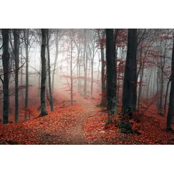 Leinwandbild QUEENCE "Herbstwald", rot (farbe bild(er): rot), B:90cm H:60cm, Leinwand, Holzrahmen, Bilder, Akustikbild mit sehr guten Schallabsorptions-Eigenschaften