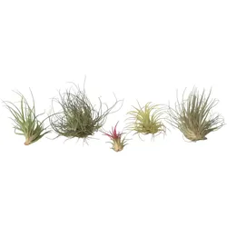 Plant in a Box Tillandsia - Tillandsien Luftpflanzen 6er Mix Höhe 5-15cm
