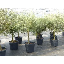 grünwaren Olivenbaum 15 Jahre Olive "Angebot" 150 - 170 cm, beste Qualität, winterhart, Olea Europaea