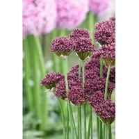 Pflanzen Für Dich Allium atropurpureum, Dunkelpurpur-Lauch ca. 9x9 cm