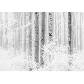 KOMAR Fototapete Winter Wood