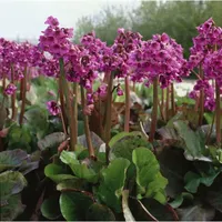 Pflanzen Für Dich Bergenia cordifolia Pinneberg Riesensteinbrech, rosa, ca.