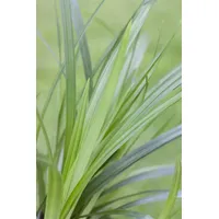 Pflanzen Für Dich Carex morrowii ssp.foliosiss. 'Irish Green', C2
