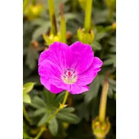 Pflanzen Für Dich Geranium sanguineum 'Shooting Star' p 0,5