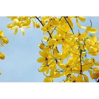 Indischer Goldregen (Cassia Fistula) - 10 Samen - wunderschöner Baum mit tausenden gelber Blüten, auch als Kübelpflanze