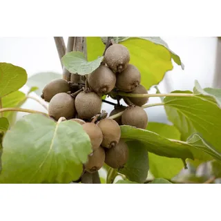 Pflanzen Für Dich Actinidia chinensis Jenny Kiwi Selbstfruchtend Ca. 12 cm Topf