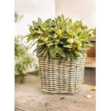 Dekoleidenschaft Pflanzkorb "Koboo Grey" aus Rattan, quadratisch, grau, groß, Blumentopf, Pflanzkübel, Pflanztopf für Draußen, Blumenkübel