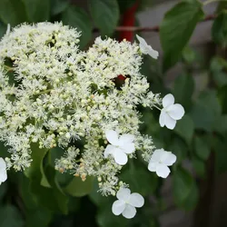 Plant in a Box Kletterhortensie - Hydrangea Petiolaris 3er Set Höhe 25-40cm