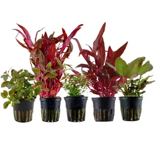 Aquaone Wasserpflanze Pflanzen Set mit 5 schönen roten Wasserpflanzen Nr.103