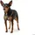 Hunter Tripoli Hundegeschirr Oliv XS-S