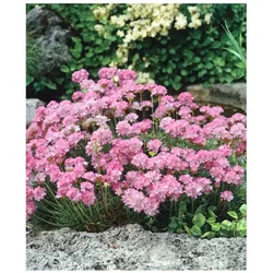Armeria juniperifolia, Grasnelke, rosa, ca. 9x9 cm Topf