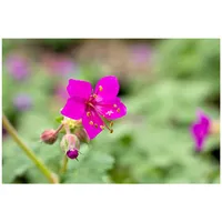 Pflanzen Für Dich Geranium macrorrhizum 'Czakor', Balkan-Storchschnabel, purpurrot, ca.