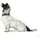 Hunter Softie Deluxe Hundehalsband Schwarz 40