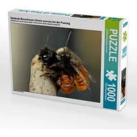 Calvendo Gehörnte Mauerbienen (Osmia cornuta) bei der Paarung 1000
