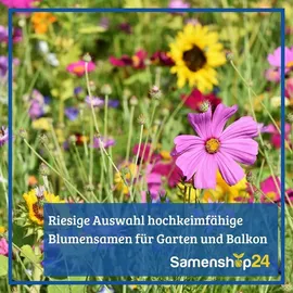 Kiepenkerl Blumensamen Last Minute', 2 bis 4 m2