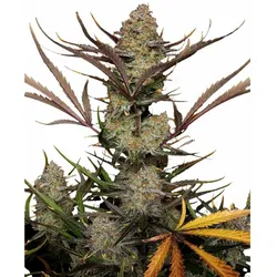 Apple Strudel Auto | Autoflowering Hanfsamen von Fast Buds | 3 Hanfsamen