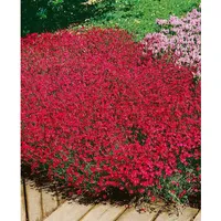 Pflanzen Für Dich Dianthus deltoides Brillant Heide Nelke ca.