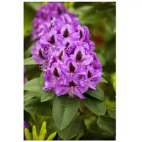 Pflanzen Für Dich Rhododendron Hybr. 'Orakel', Rhododendron, 40–50 cm,