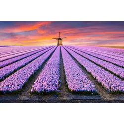 Fototapete PAPERMOON "Blumenfelder mit Windmühle", bunt, B:4,50m L:2,80m, Vlies, Tapeten