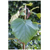 Pflanzen Für Dich Actinidia chinensis 'Male', Kiwi, bestäubend, 60–100