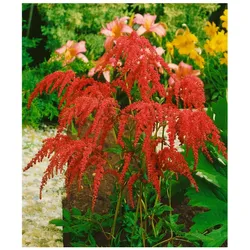 Astilbe thunbergii 'Rote Straußenfeder', rote Blüten, ca. 9x9 cm Topf