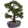 Botanic-Haus Kunstbonsai Ceder Bonsai Ceder, Botanic-Haus, Höhe 45 cm grün