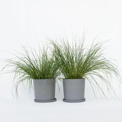 Plant in a Box - Lampenputzergras - 2 Stk - Pennisetum 'Hameln' - Höhe 20-30cm - Topf 23cm