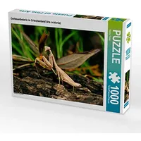 Calvendo Puzzle Gottesanbeterin in Griechenland (Iris oratoria) 1000 Teile