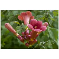 Pflanzen Für Dich Campsis radicans 'Stromboli', Trompetenblume, leuchtend rot,