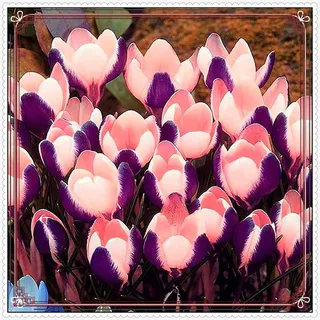 Krokus Zwiebeln-Winterhart MehrjäHrig Krokus Zwiebeln Winterhart MehrjäHrig Krokuszwiebeln Krokus Zwiebeln Krokusse Zwiebeln Krokuszwiebeln Kaufen Krokus Blumenzwiebeln Krokus Zwiebel-15zwiebeln-b
