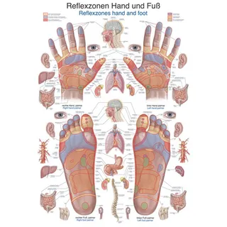 Lehrtafel - Reflexzonen Hand und Fuß, 50 x 70 cm - Weiß