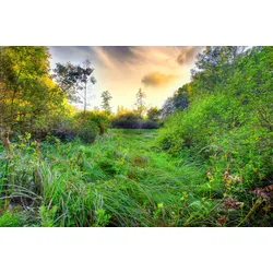 Fototapete PAPERMOON "Grüne Wiese", bunt (mehrfarbig), B:3,5m L:2,6m, Vlies, Tapeten